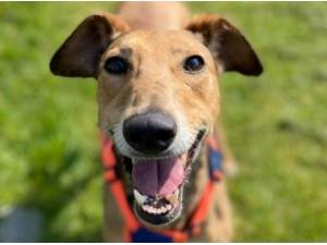 LORENZO - Lurcher Photo