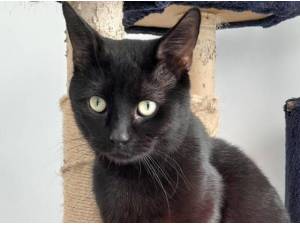 KENAN - Domestic Shorthair
crossbreed Photo