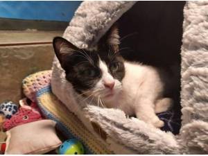 ASHLEY - Domestic Shorthair
crossbreed Photo