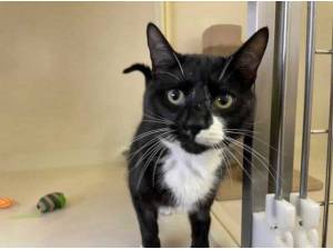 BARRY - Domestic Shorthair
crossbreed Photo