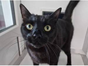 STANLEY - Domestic Shorthair
crossbreed Photo