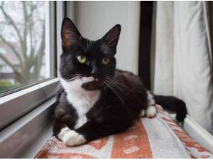PHOEBE - Domestic Shorthair
crossbreed Photo