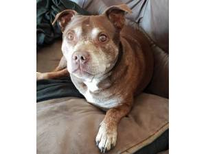Bruno - Male Staffordshire Bull Terrier Photo