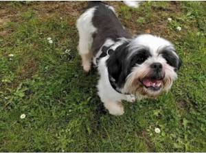 LILLY - Shih Tzu Photo