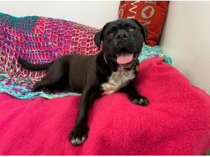 ROLY - Crossbreed/Unknown Photo