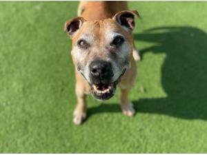 SCRAPPY - Staffordshire Bull Terrier Photo
