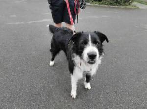 RANGER - Lurcher
crossbreed Photo