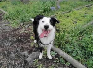 ACE - Lurcher
crossbreed Photo