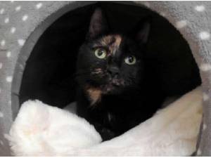 MILLY - Domestic Shorthair
crossbreed Photo