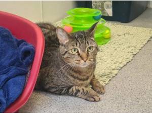 MAX - Domestic Shorthair
crossbreed Photo