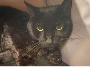 JAXX - Domestic Shorthair
crossbreed Photo