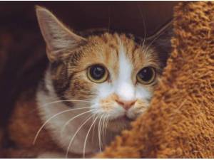 PENNY - Domestic Shorthair
crossbreed Photo