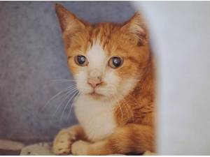 DOLLY - Domestic Shorthair
crossbreed Photo