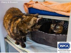 CHERRY AND BLOSSOM - Domestic Shorthair
crossbreed Photo