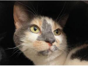JESSICA - Domestic Shorthair
crossbreed Photo