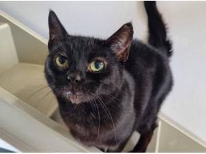 CAGNEY - Domestic Shorthair
crossbreed Photo