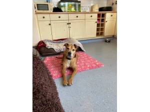 Karmen - Female Rhodesian Ridgeback Photo