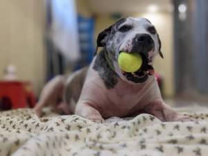 Lady - Female Staffordshire Cross (SBT) Photo