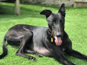 Ludo - Male Greyhound Photo