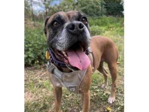 Sherlock - Male Boxer Photo