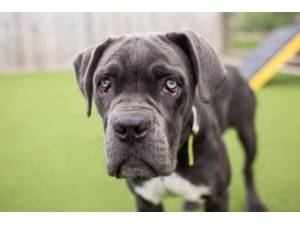 Venus - Female Cane Corso Photo