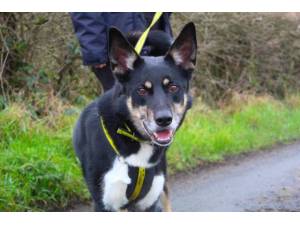 Zed - Male A Crossbreed Photo