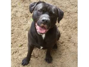 Ward - Male Rottweiler Cross Photo