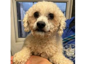 Simba - Male Bichon Frise Photo