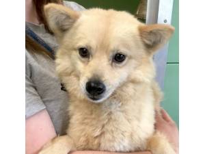 Jack - Male Pomsky (Pomeranian Cross Husky) Photo