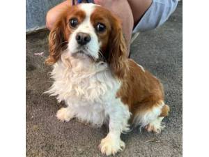 Doug - Male Cavalier King Charles Spaniel Photo