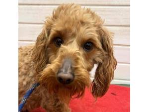 Roma - Female Cockapoo (Cocker Spaniel cross Poodle) Photo