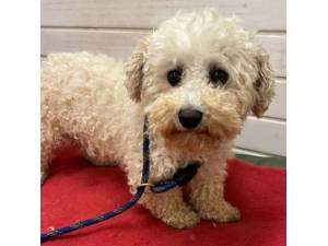 Maisie - Female Bichon Frise Photo