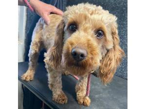 Russell - Male Cockapoo (Cocker Spaniel cross Poodle) Photo