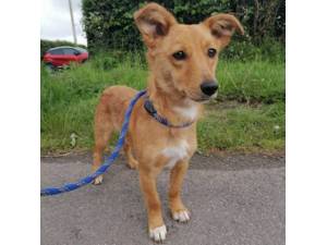 Oren (was Lea) - Female Cross Breed Photo