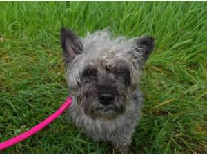 BELLA - Cairn Terrier Photo