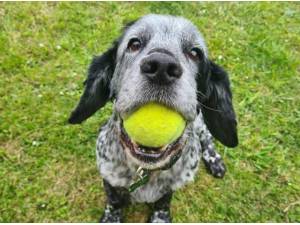 JAY JAY - Cocker Spaniel Photo