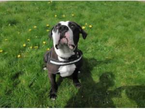 MYLO - Bull Terrier
crossbreed Photo