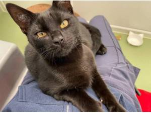 COCO - Domestic Shorthair
crossbreed Photo