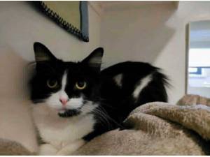 LAYLA - Domestic Semi Photo