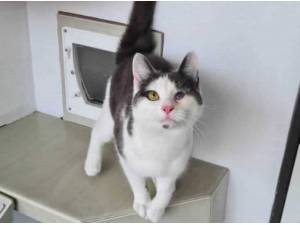 KEITH - Domestic Shorthair
crossbreed Photo