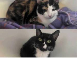 DAISY - Domestic Shorthair
crossbreed Photo