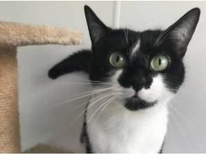 WILLOW - Domestic Shorthair
crossbreed Photo