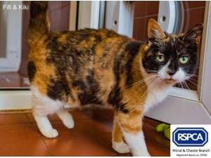 FIFI AND KIKI - Domestic Shorthair
crossbreed Photo