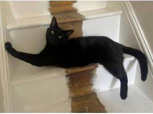 PUMA - Domestic Shorthair
crossbreed Photo