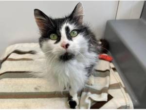 MALLORY - Domestic Longhair
crossbreed Photo