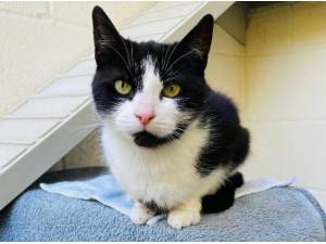 PATCH - Domestic Shorthair
crossbreed Photo