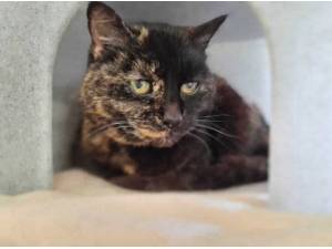 MILA - Domestic Shorthair
crossbreed Photo