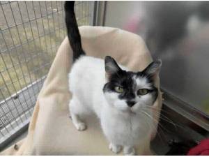 PURDY - Domestic Shorthair
crossbreed Photo