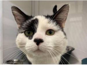 PIRATE - Domestic Shorthair
crossbreed Photo