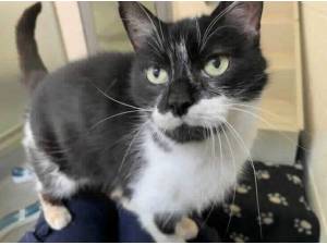 GERALDINE - Domestic Shorthair Photo